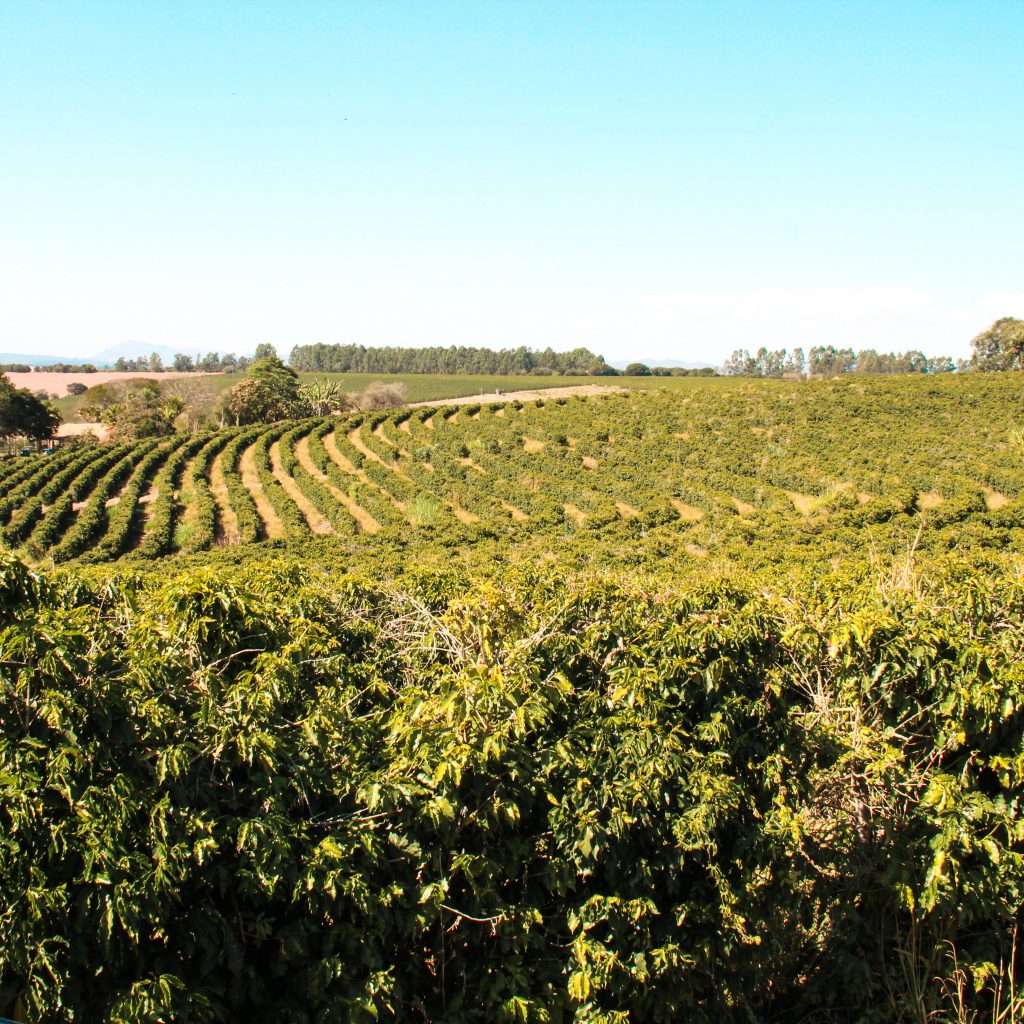 Produção de Café Orgânico