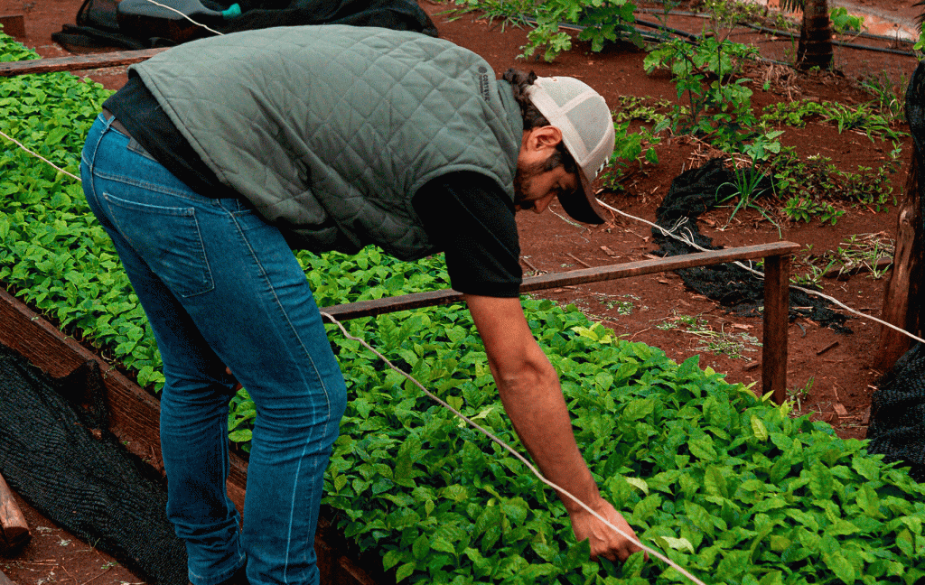 Produtor de café cultivando mudas
