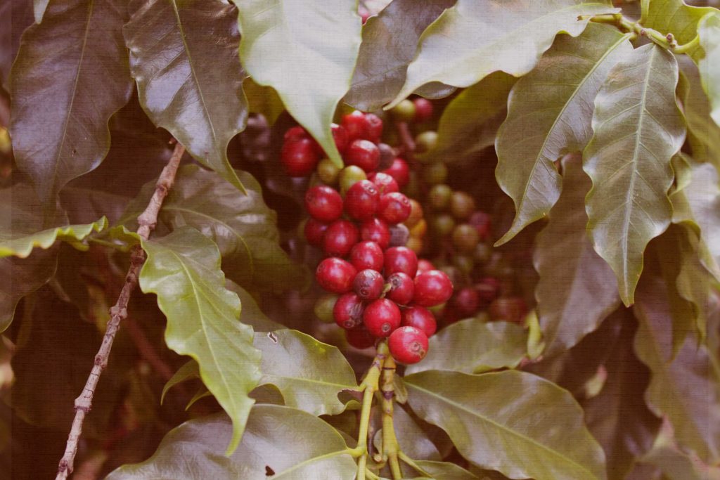 Fruta de café do Sítio do Alto