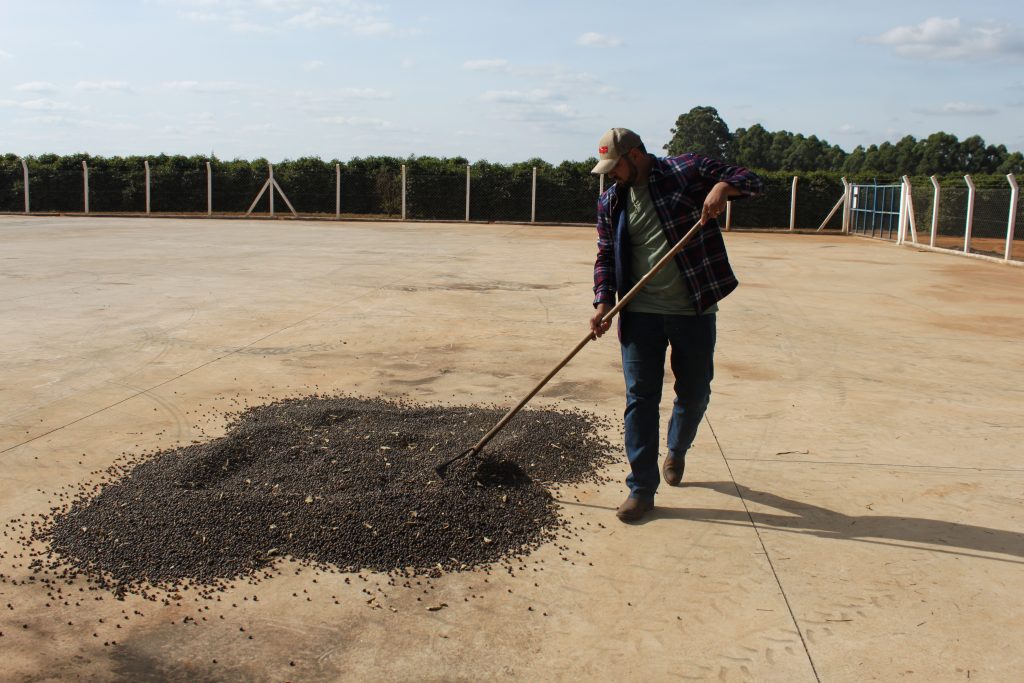 Foto do pordutor do mes mexendo o café que esta secando em naturalmente no terreiro