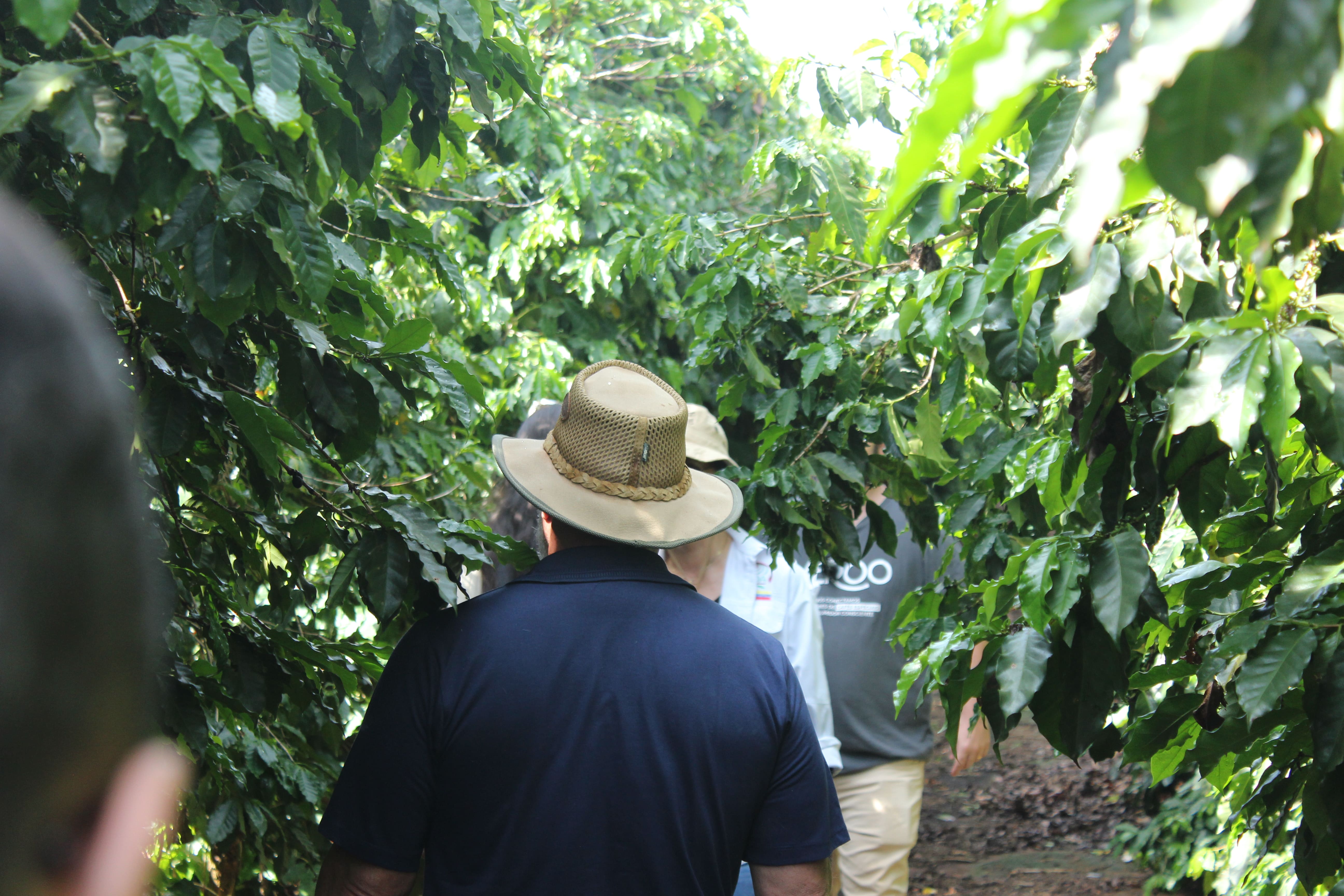 Foto da plantação de café da Fazenda Bagagem 