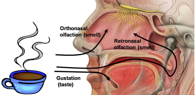 Diagrama mostrando como o aroma do café é percebido pelo nariz (olfato ortonasal e retronasal) e como o sabor é sentido pela língua (gustação).